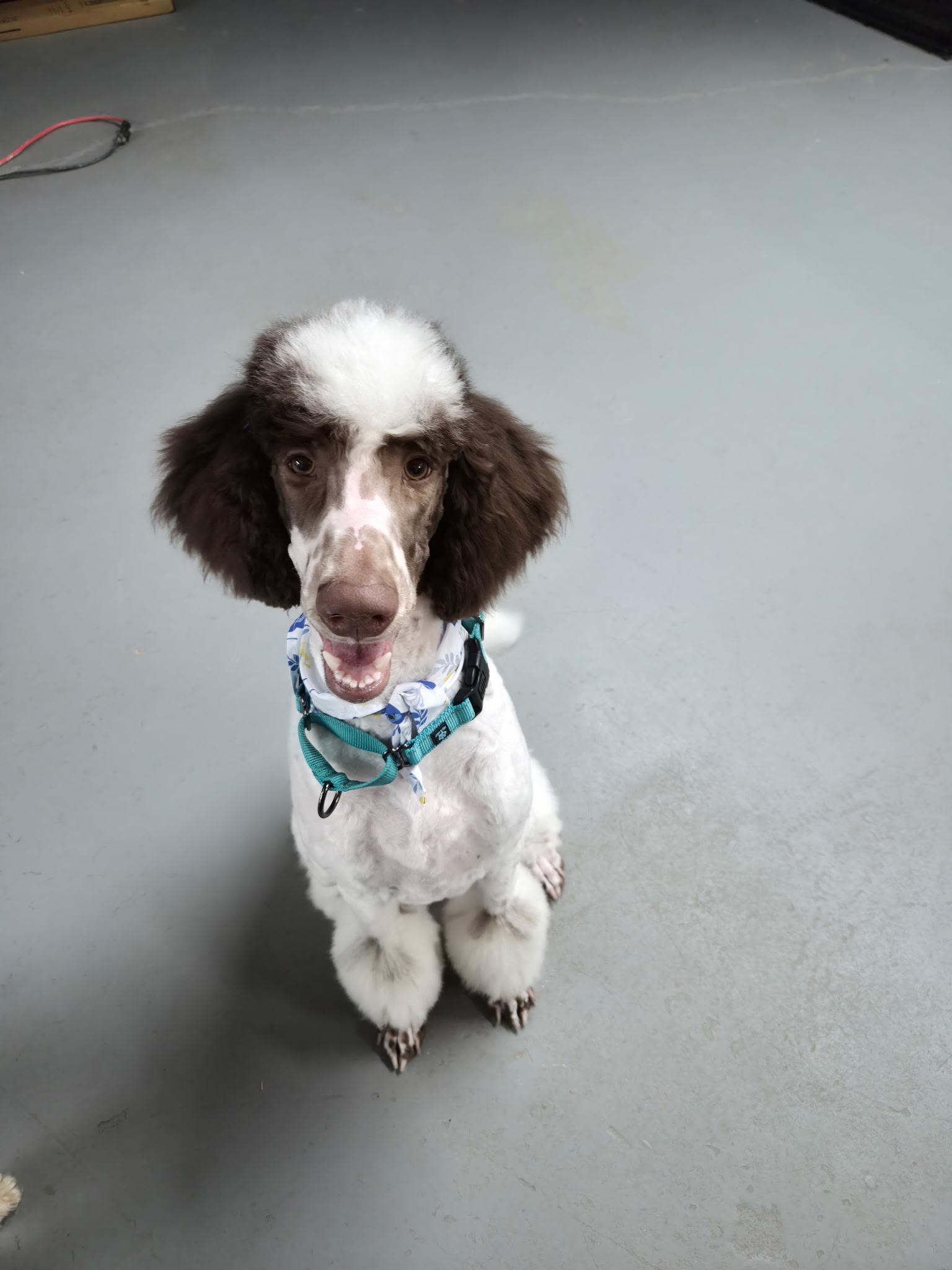 Lucy, adopted, Young Female Standard Poodle.