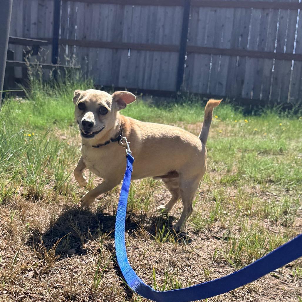 Bruce, Adoptable, Adult Male Chihuahua.