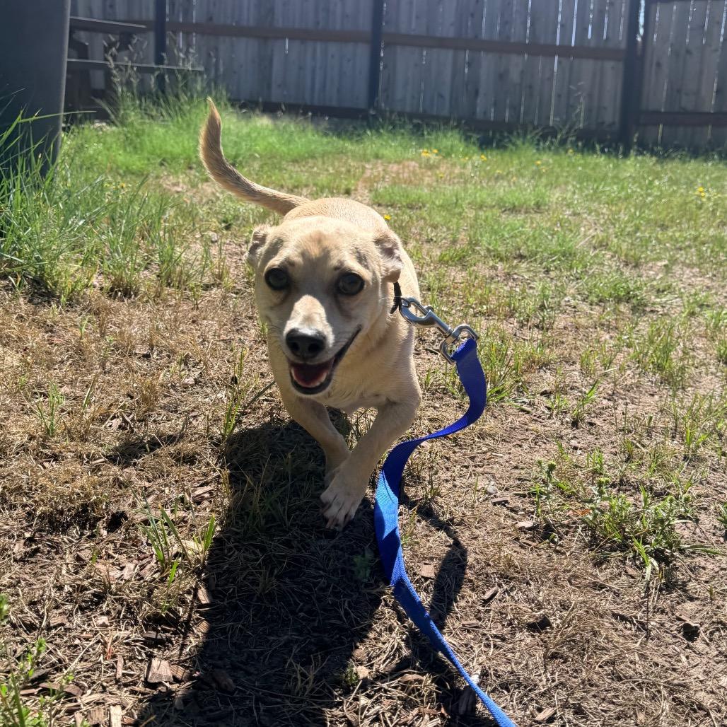 Enlarge Bruce, a Adoptable Chihuahua in Cheyenne, WY image 2/4