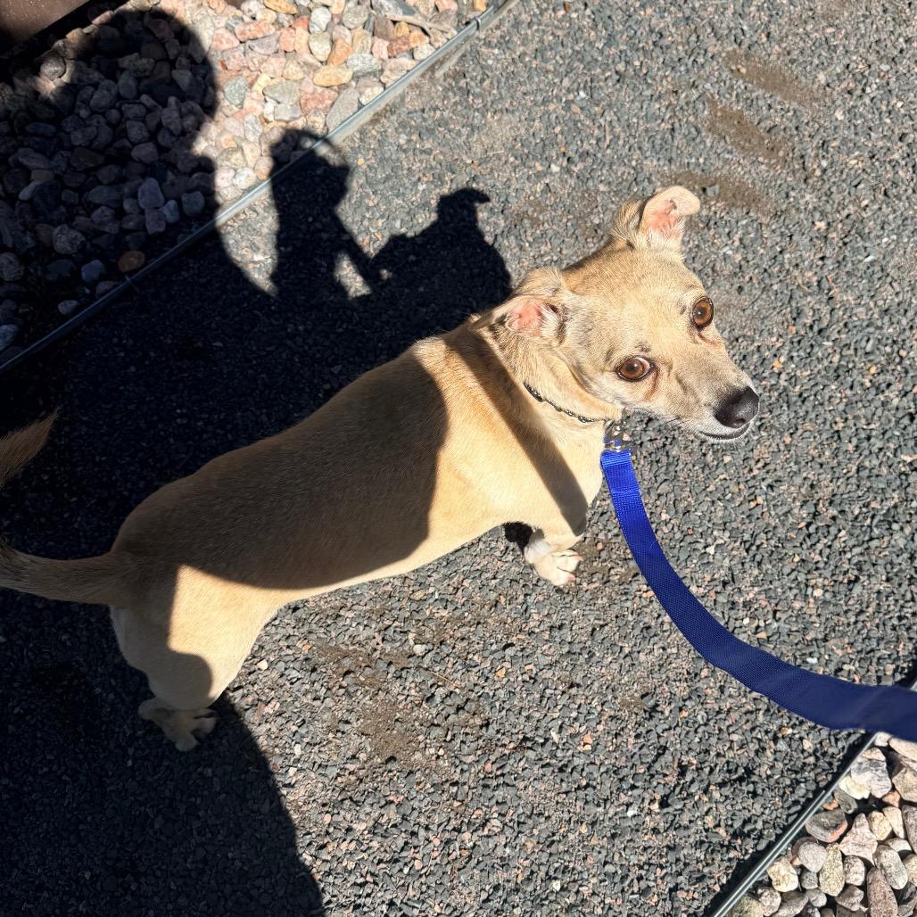 Enlarge Bruce, a Adoptable Chihuahua in Cheyenne, WY image 3/4