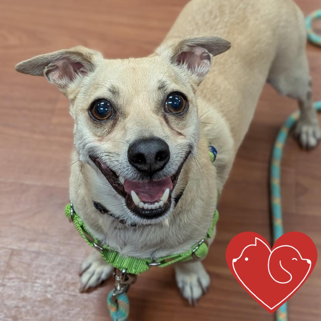 Enlarge Bruce, a Adoptable Chihuahua in Cheyenne, WY image 4/4