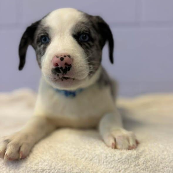 Enlarge Frank Sinatra, a ADOPTABLE mixed breed in Bardstown, KY image 6/6