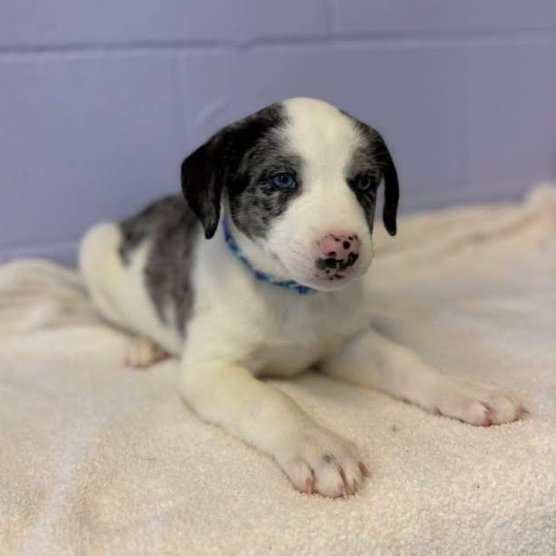 Enlarge Frank Sinatra, a ADOPTABLE mixed breed in Bardstown, KY image 2/6