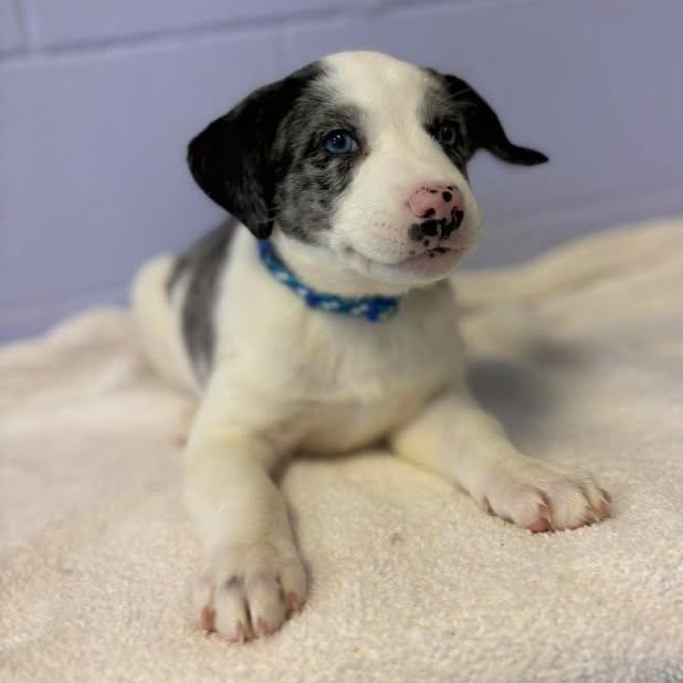 Enlarge Frank Sinatra, a ADOPTABLE mixed breed in Bardstown, KY image 3/6