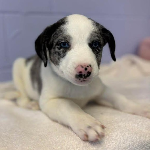 Enlarge Frank Sinatra, a ADOPTABLE mixed breed in Bardstown, KY image 5/6