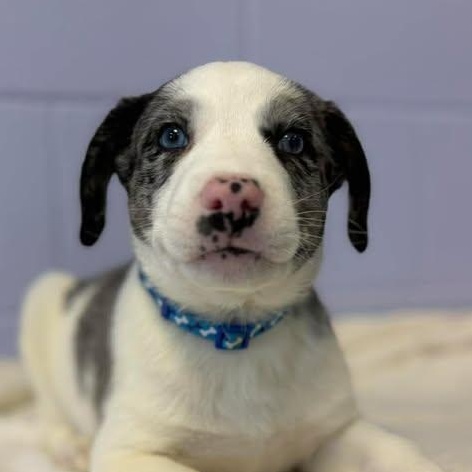 Frank Sinatra, ADOPTABLE, Puppy Male Australian Shepherd.