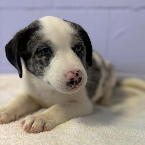 Enlarge Frank Sinatra, a ADOPTABLE mixed breed in Bardstown, KY image 4/6