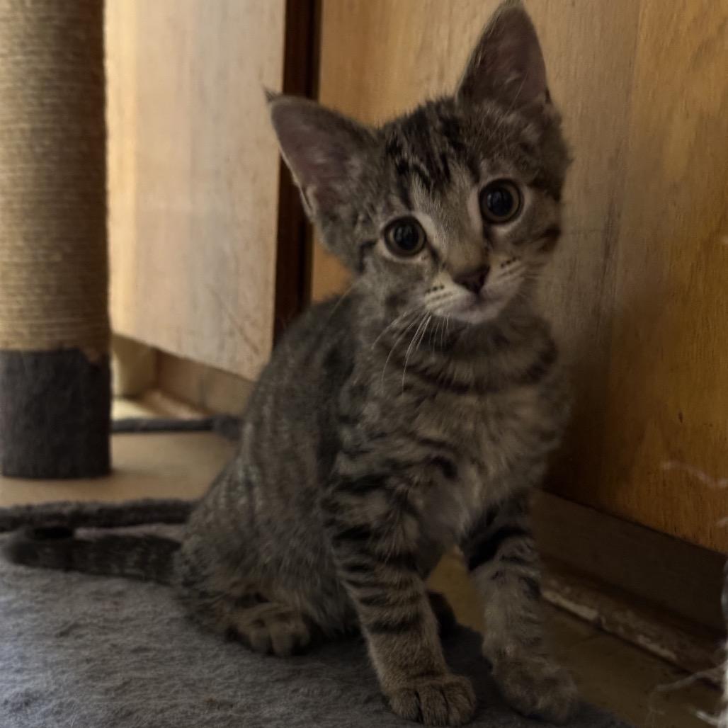 Bugz, Adoptable, Kitten Female Domestic Short Hair.