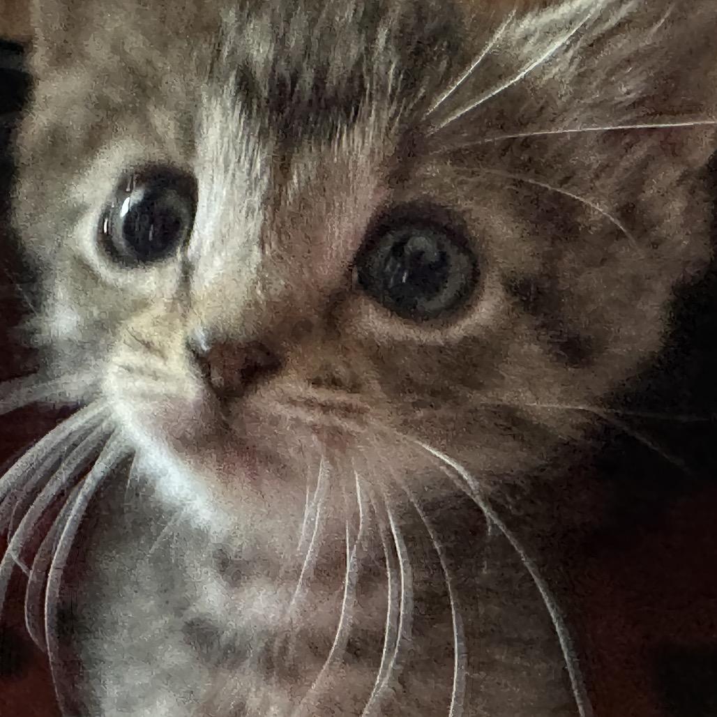 Bugz, a Adoptable Domestic Short Hair in Enterprise, AL image 3/6