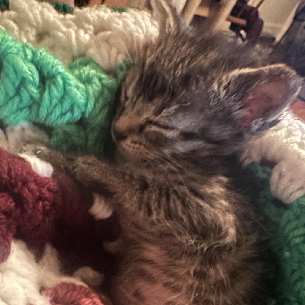 Bugz, a Adoptable Domestic Short Hair in Enterprise, AL image 4/6