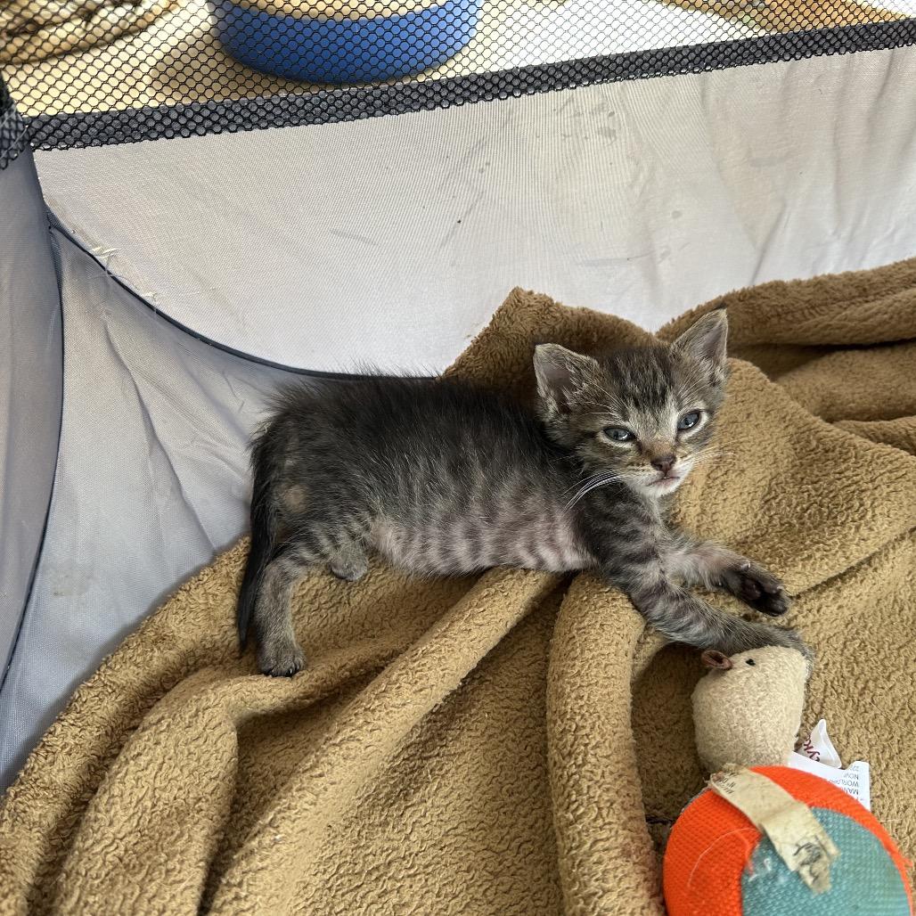 Bugz, a Adoptable Domestic Short Hair in Enterprise, AL image 5/6