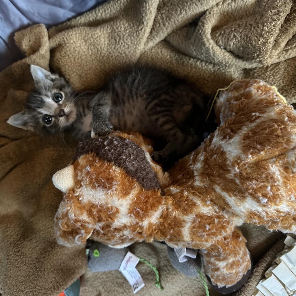 Bugz, a Adoptable Domestic Short Hair in Enterprise, AL image 6/6