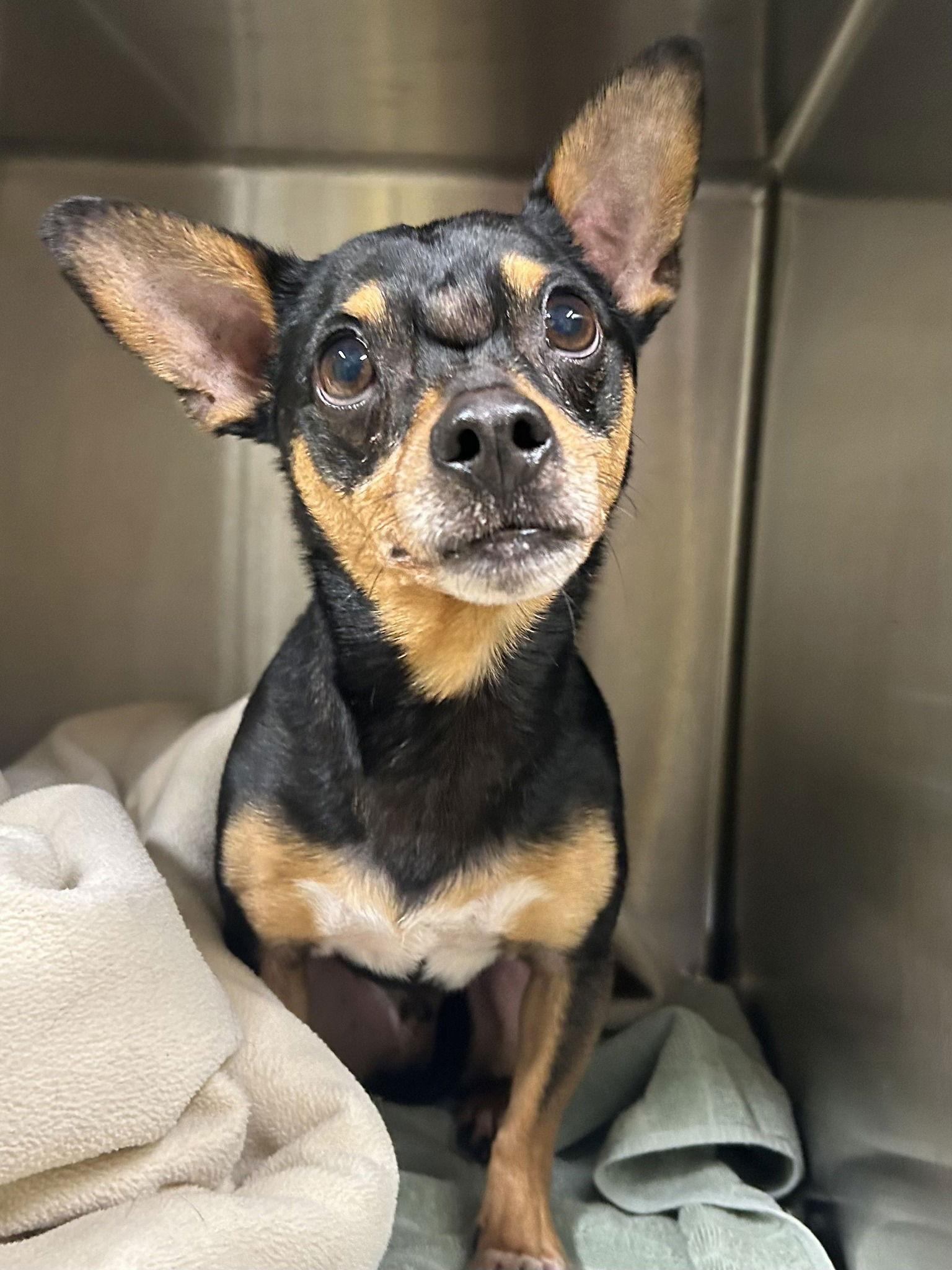 Teddy, Adoptable, Senior Male Miniature Pinscher & Chihuahua.