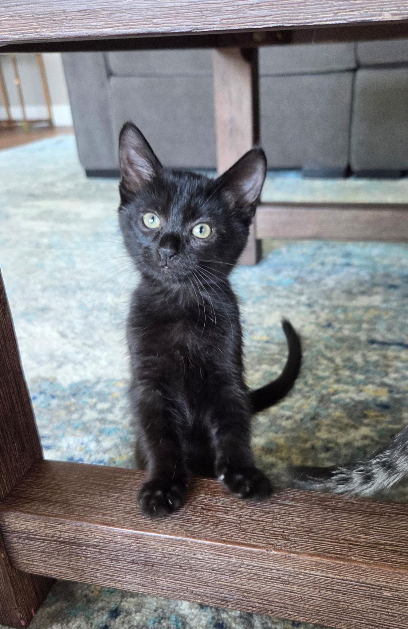Enlarge Licorice, a Adoptable Domestic Short Hair in Mesa, AZ image 2/4
