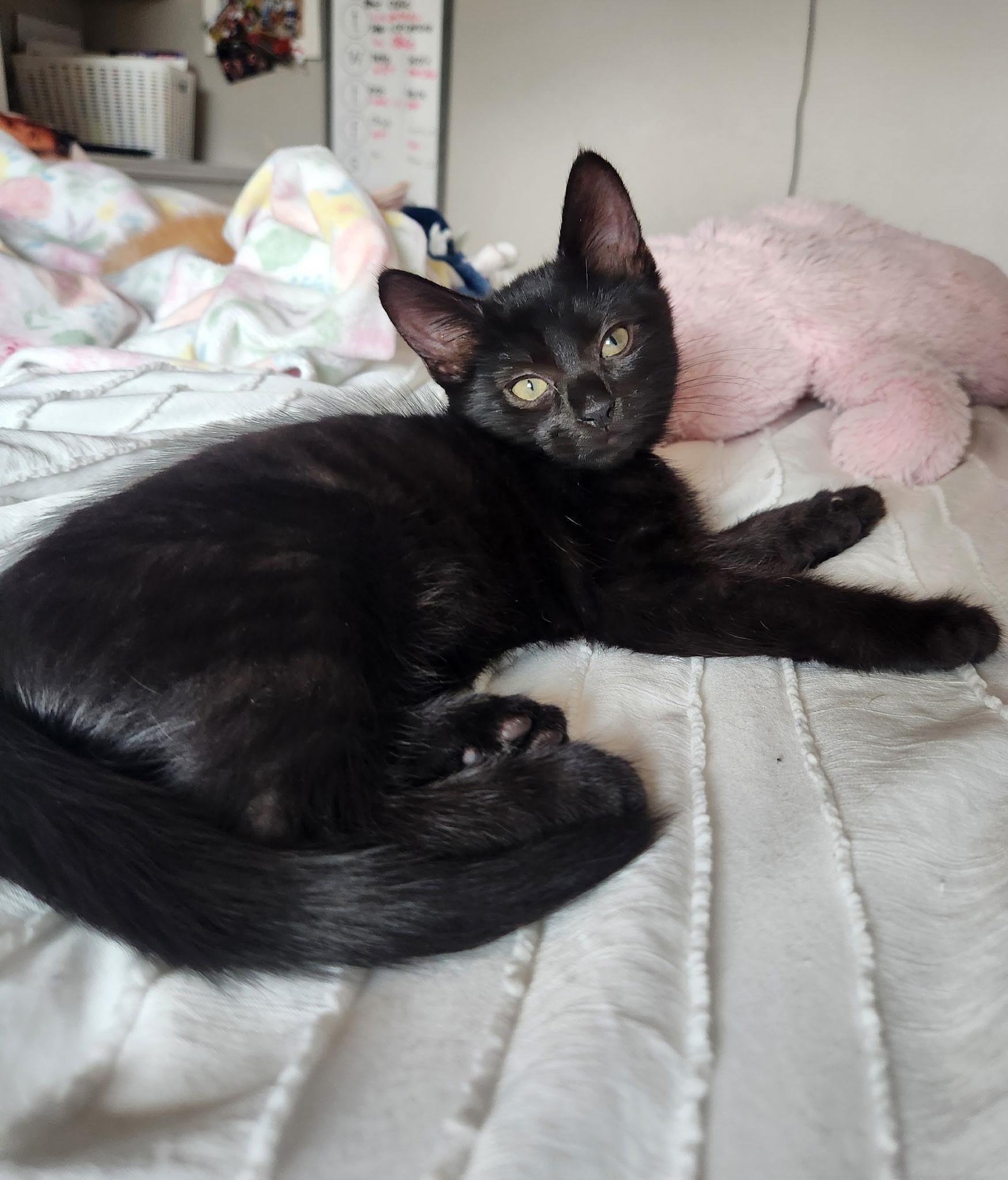 Licorice, Adoptable, Kitten Female Domestic Short Hair.