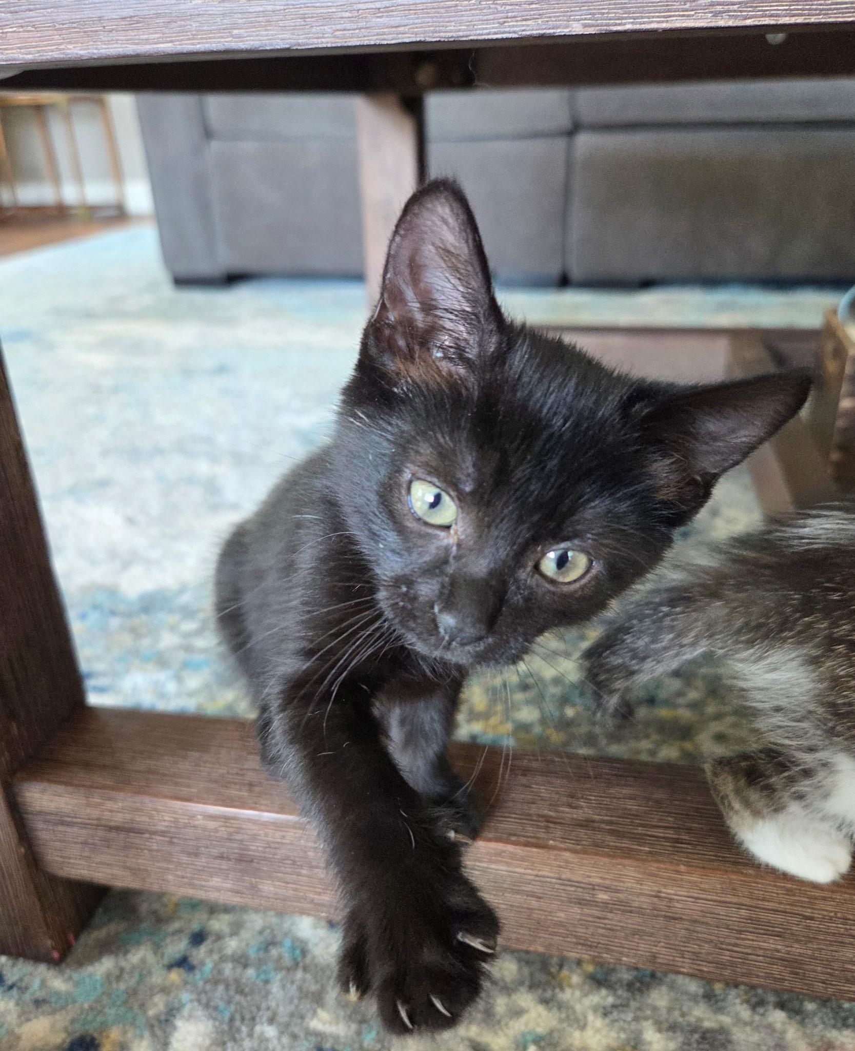 Enlarge Licorice, a Adoptable Domestic Short Hair in Mesa, AZ image 4/4