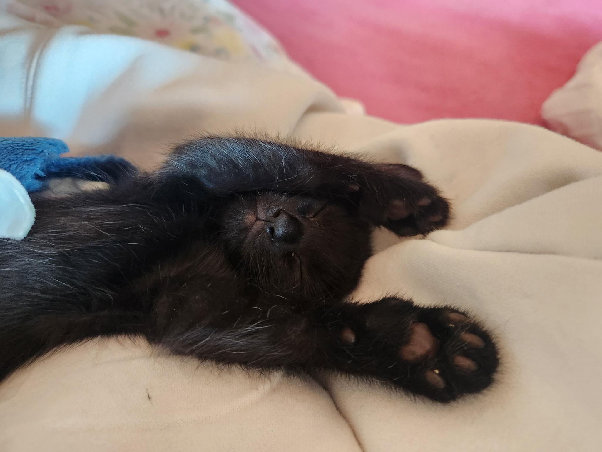 Enlarge Licorice, a Adoptable Domestic Short Hair in Mesa, AZ image 3/4