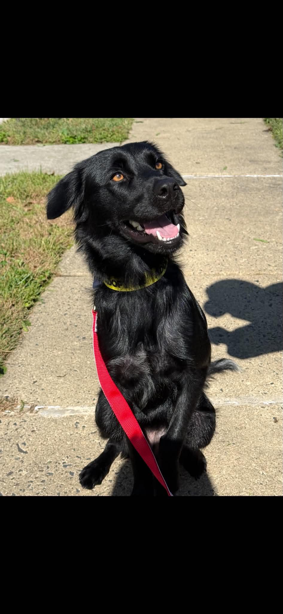 Beautiful LANGLEY, Adoptable, Adult Female Flat-Coated Retriever & Border Collie.