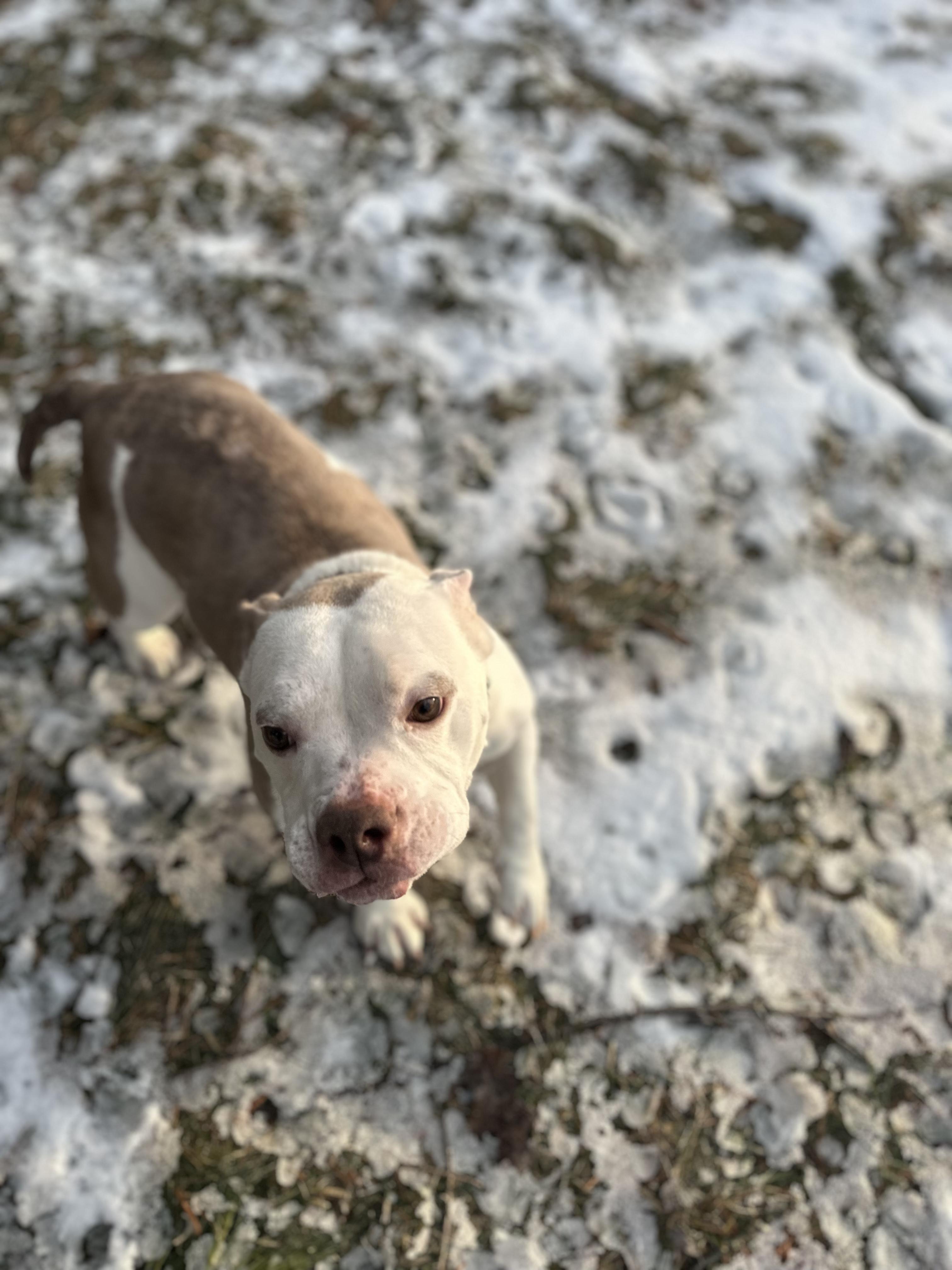 Enlarge Marshmallow Frost, a Adoptable mixed breed in Rochester, NY image 3/6