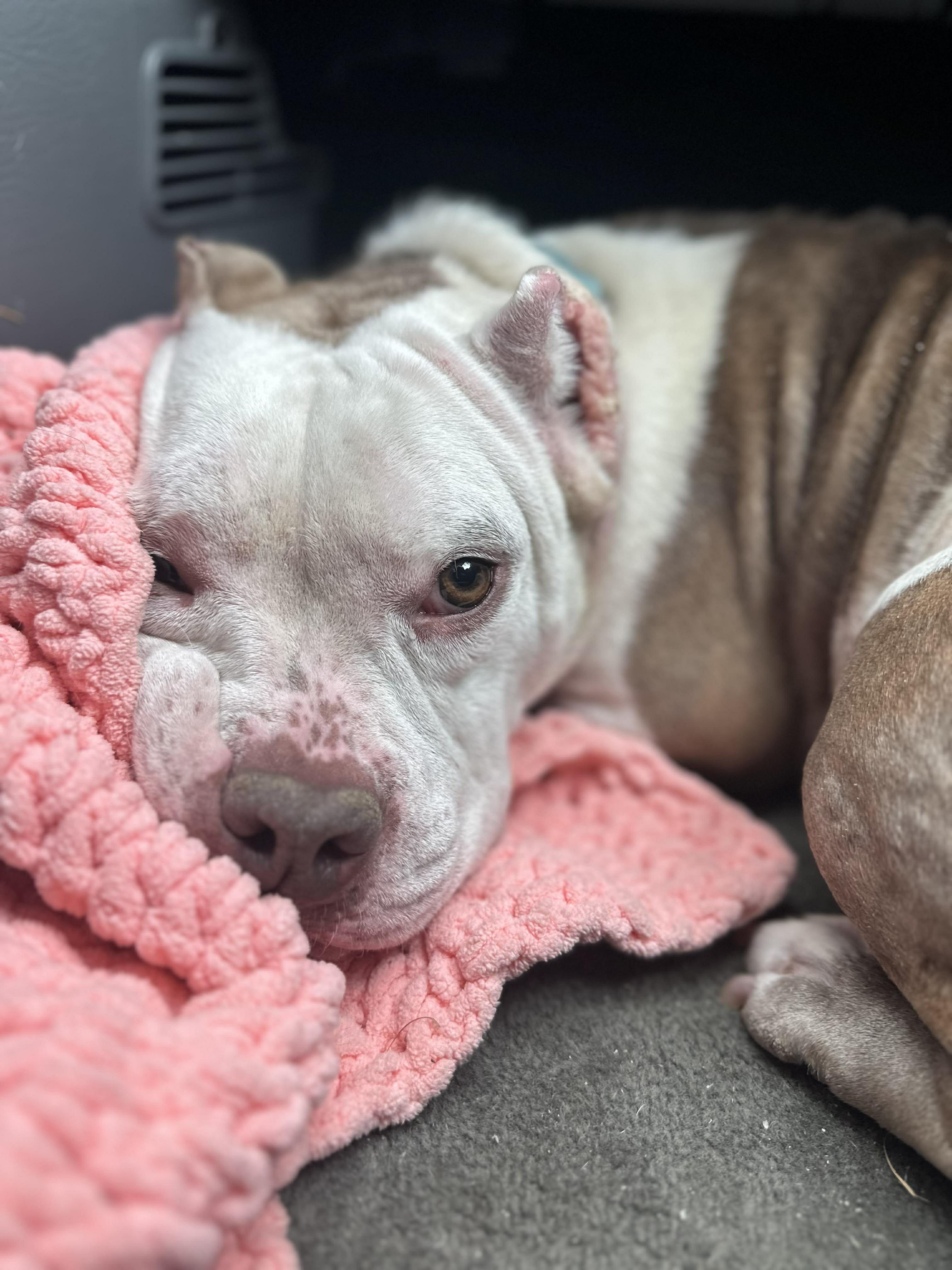 Enlarge Marshmallow Frost, a Adoptable mixed breed in Rochester, NY image 4/6