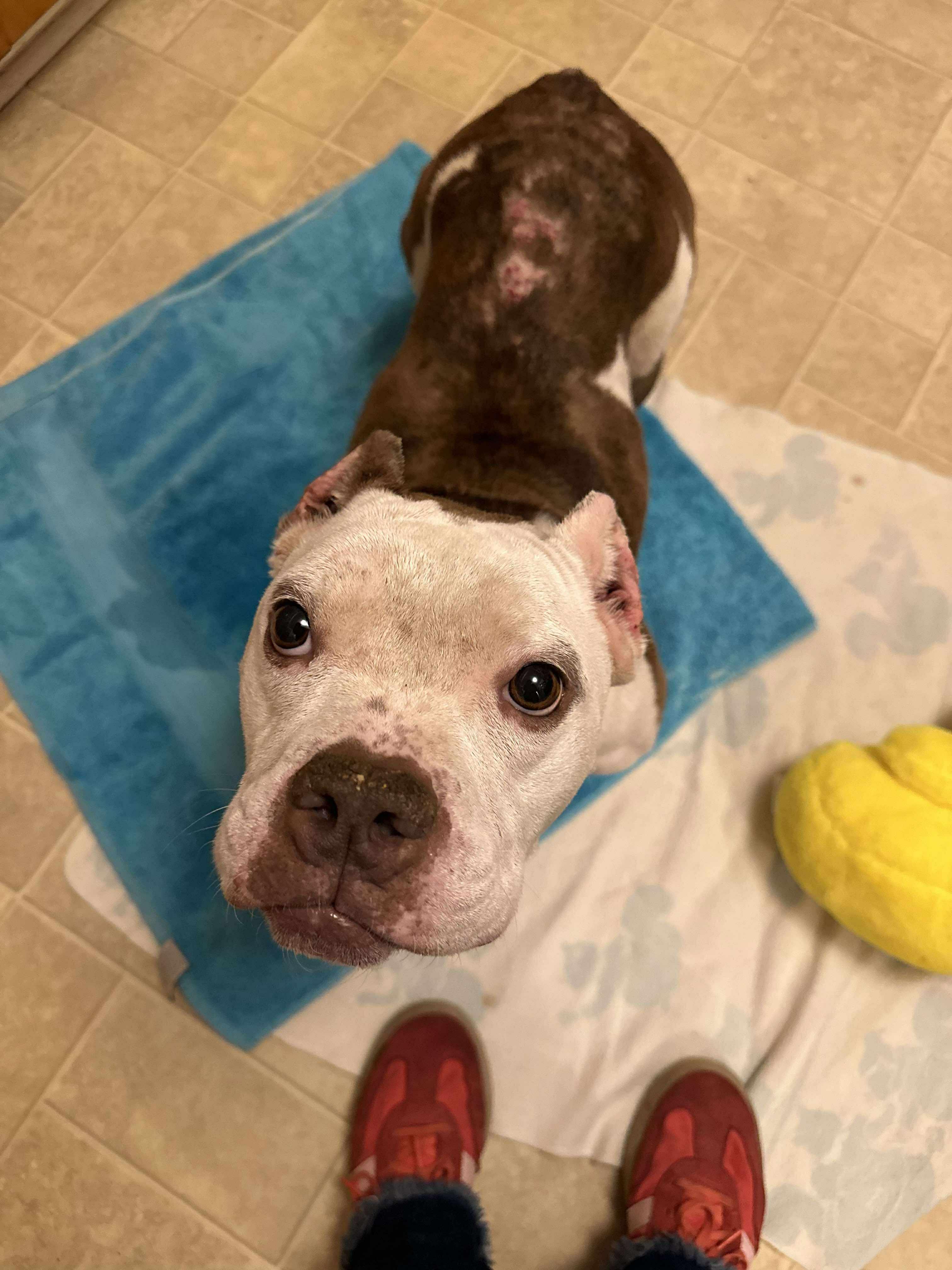 Enlarge Marshmallow Frost, a Adoptable mixed breed in Rochester, NY image 5/6