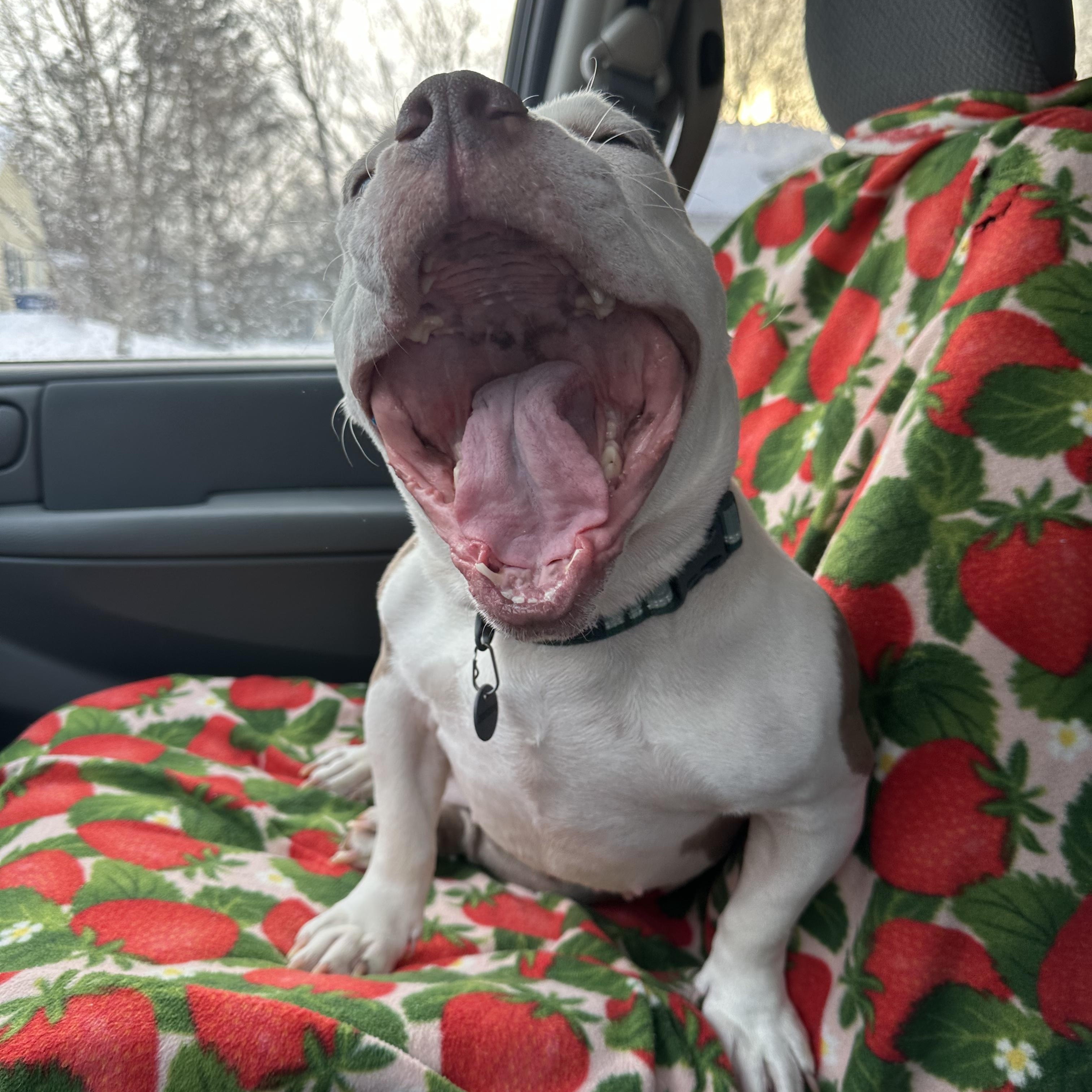 Enlarge Marshmallow Frost, a Adoptable mixed breed in Rochester, NY image 2/6