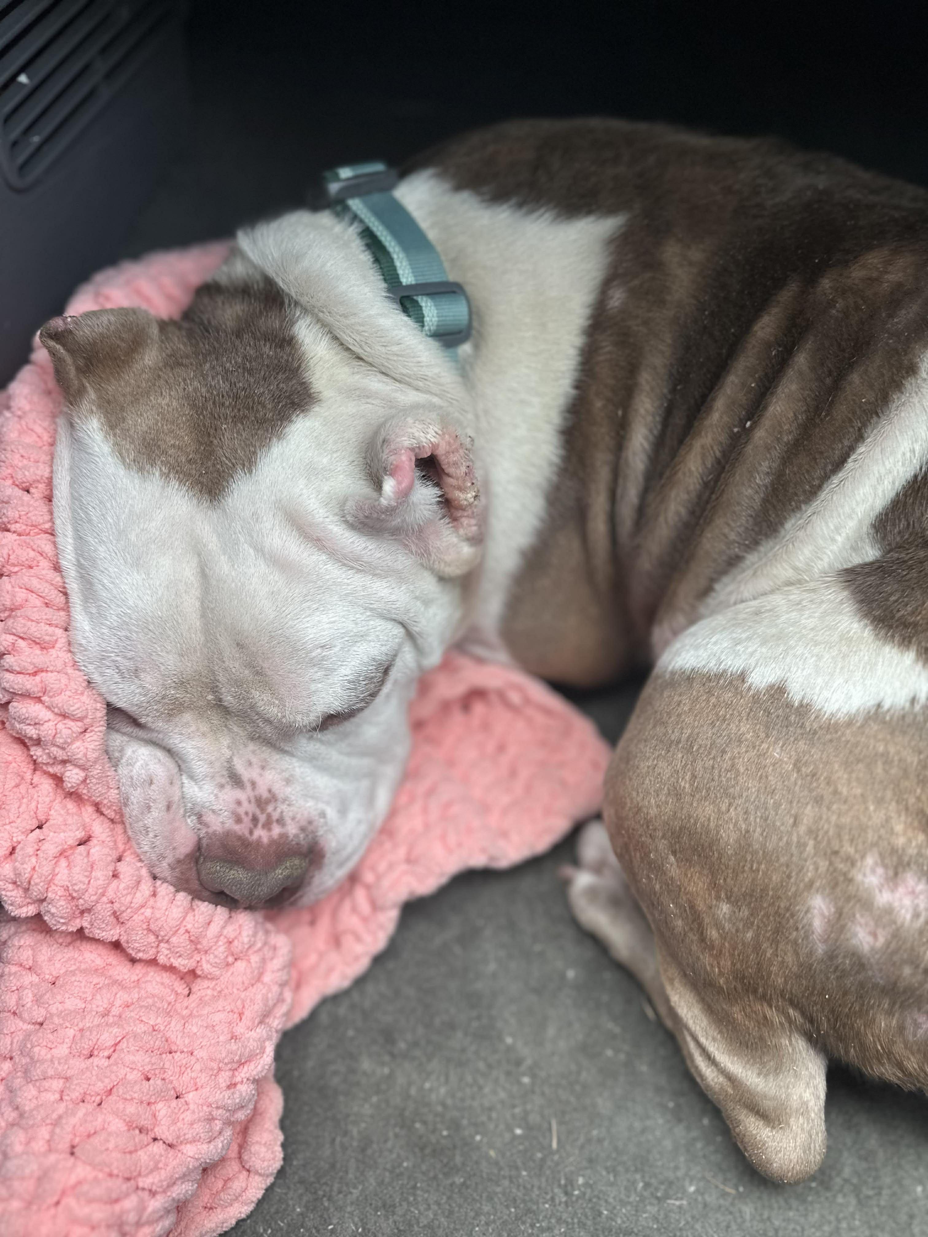 Enlarge Marshmallow Frost, a Adoptable mixed breed in Rochester, NY image 6/6