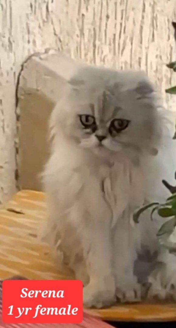 Serena, Adopted, Kitten Female Scottish Fold & Persian.