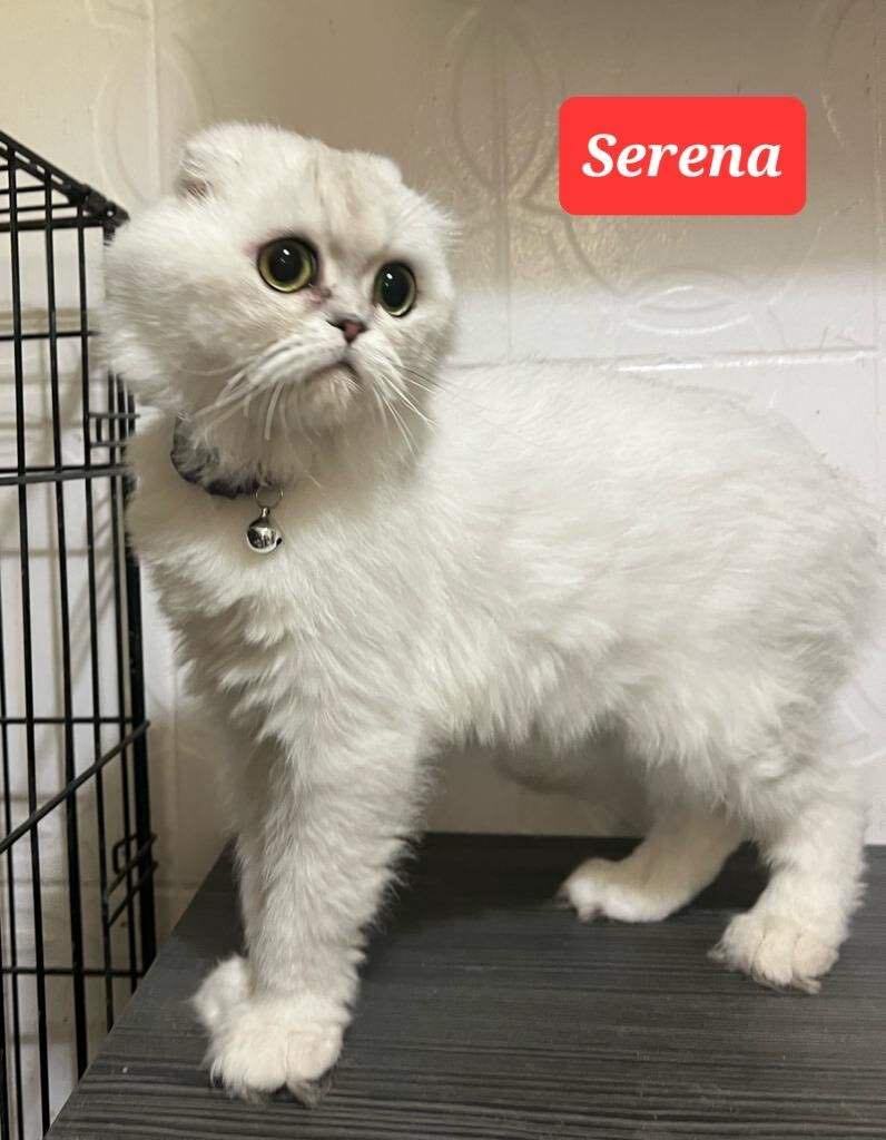 Serena, a Adopted mixed breed in Snow Hill, MD image 2/6