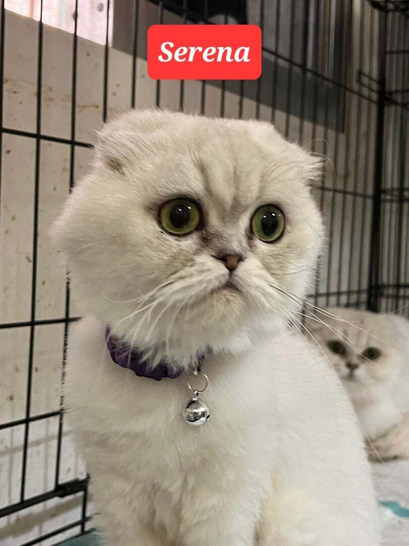 Serena, a Adopted mixed breed in Snow Hill, MD image 3/6