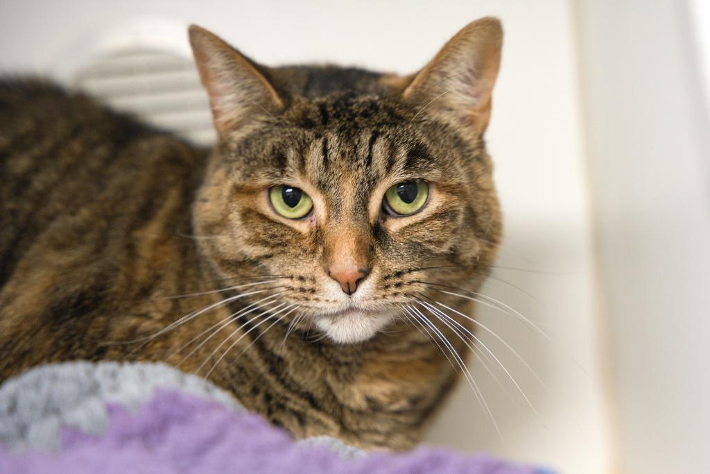 Luna, adoptable, Adult Female Domestic Short Hair.