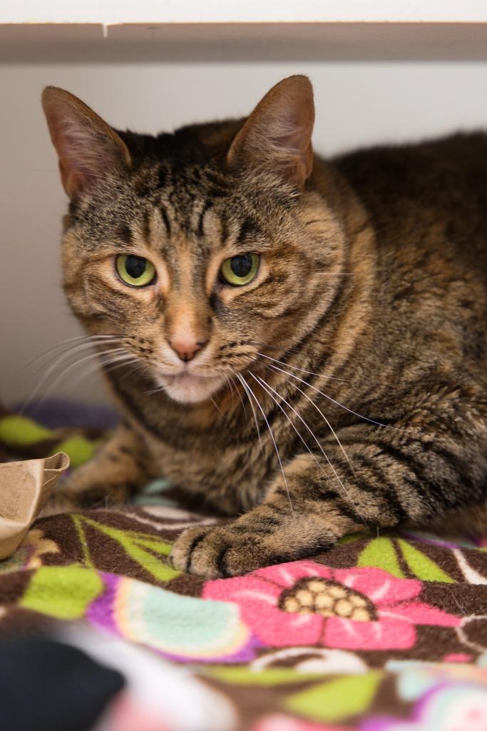 Enlarge Luna, an adoptable mixed breed in Bellingham, WA image 2/5