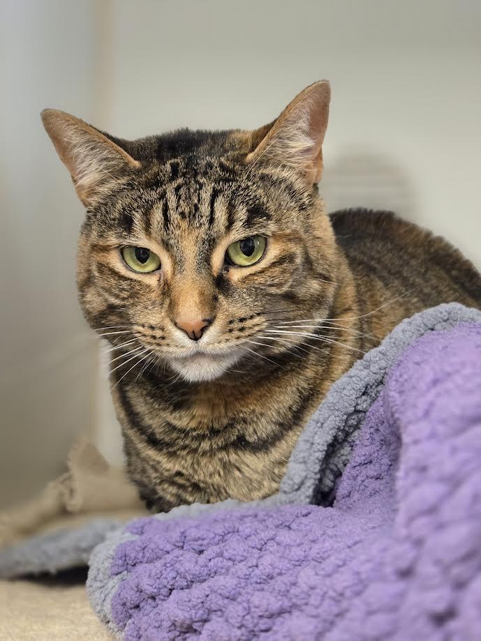 Luna, an adoptable mixed breed in Bellingham, WA image 3/4