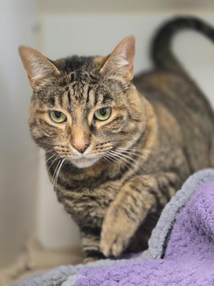 Luna, an adoptable mixed breed in Bellingham, WA image 4/4