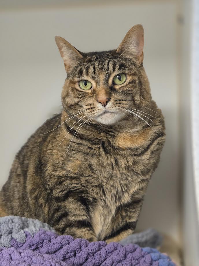 Luna, an adoptable mixed breed in Bellingham, WA image 1/4