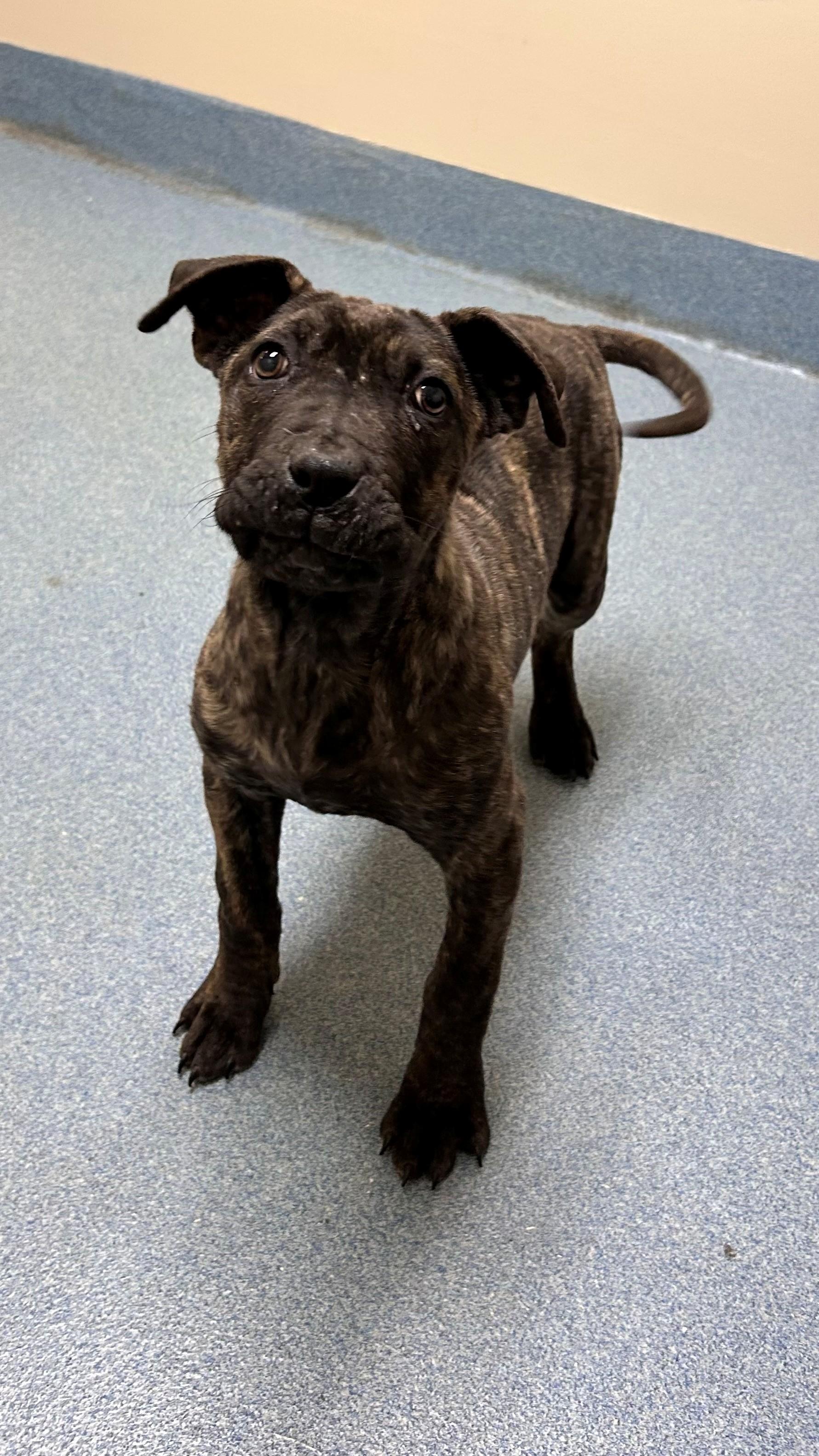 Maxxine, adopted, Puppy Female Cane Corso.
