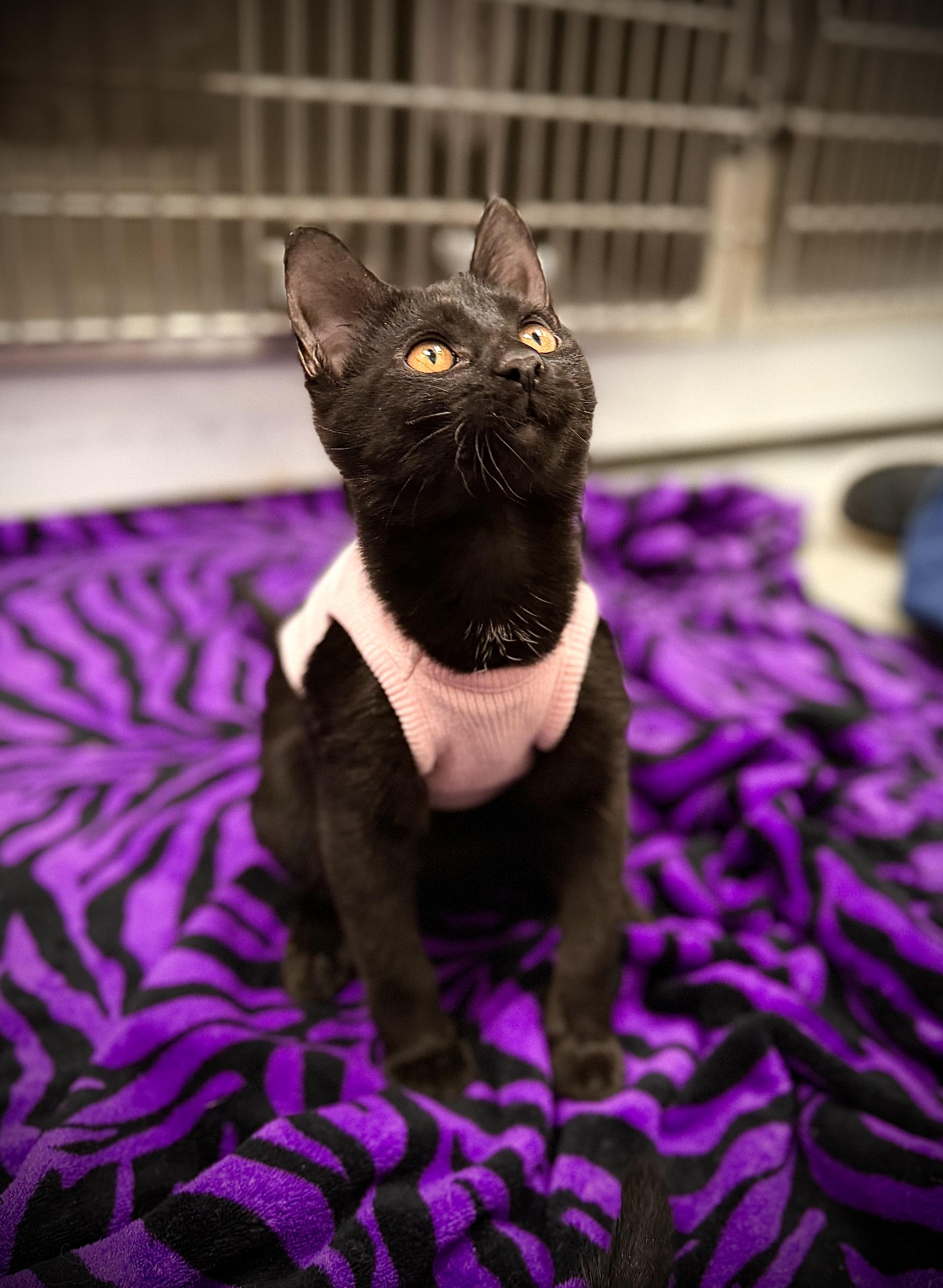 Enlarge Jollie, a Adoptable Domestic Short Hair in Geneseo, IL image 1/3