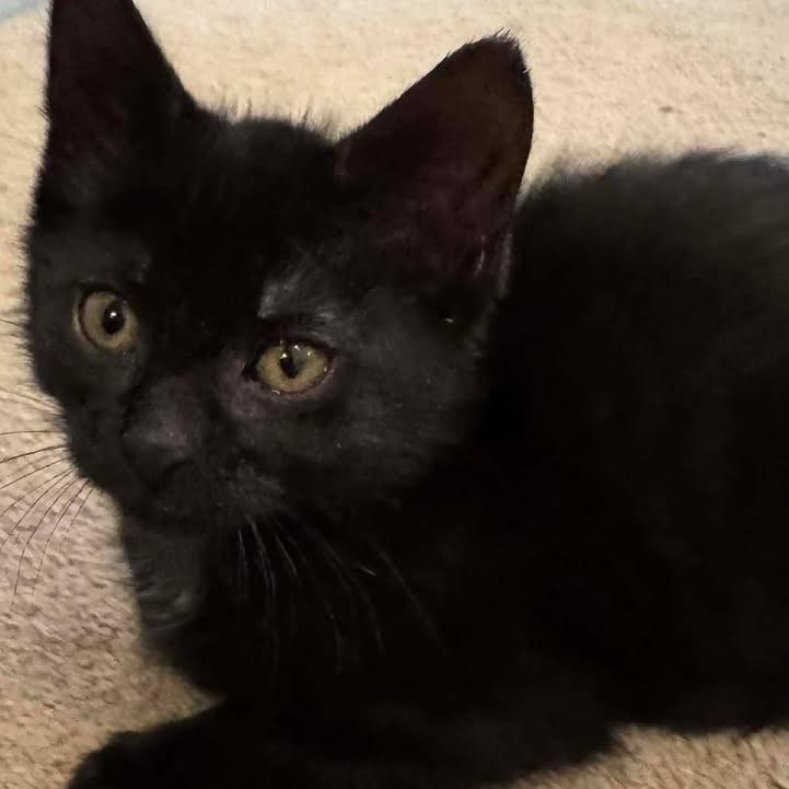 Enlarge Jollie, a Adoptable Domestic Short Hair in Geneseo, IL image 1/1