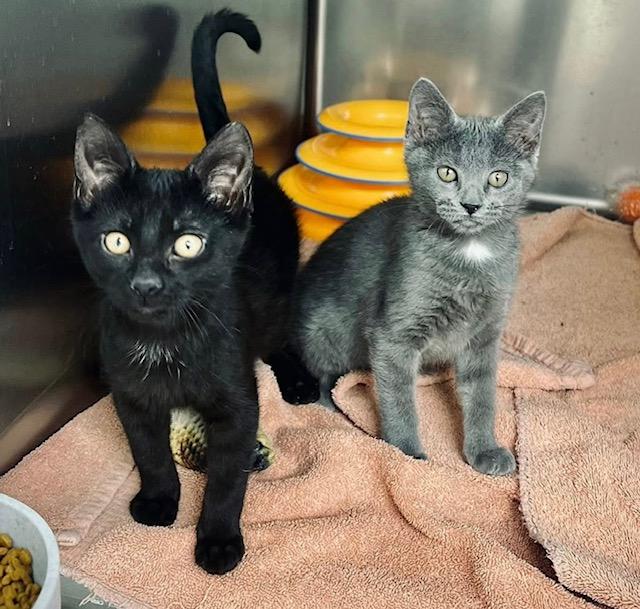 Enlarge Jollie, a Adoptable Domestic Short Hair in Geneseo, IL image 3/3