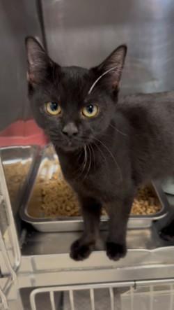 Sarsaparilla, a ADOPTABLE Domestic Short Hair in Shasta Lake, CA image 1/3