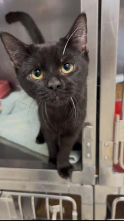 Sarsaparilla, a ADOPTABLE Domestic Short Hair in Shasta Lake, CA image 2/3