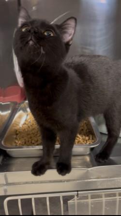Sarsaparilla, a ADOPTABLE Domestic Short Hair in Shasta Lake, CA image 3/3