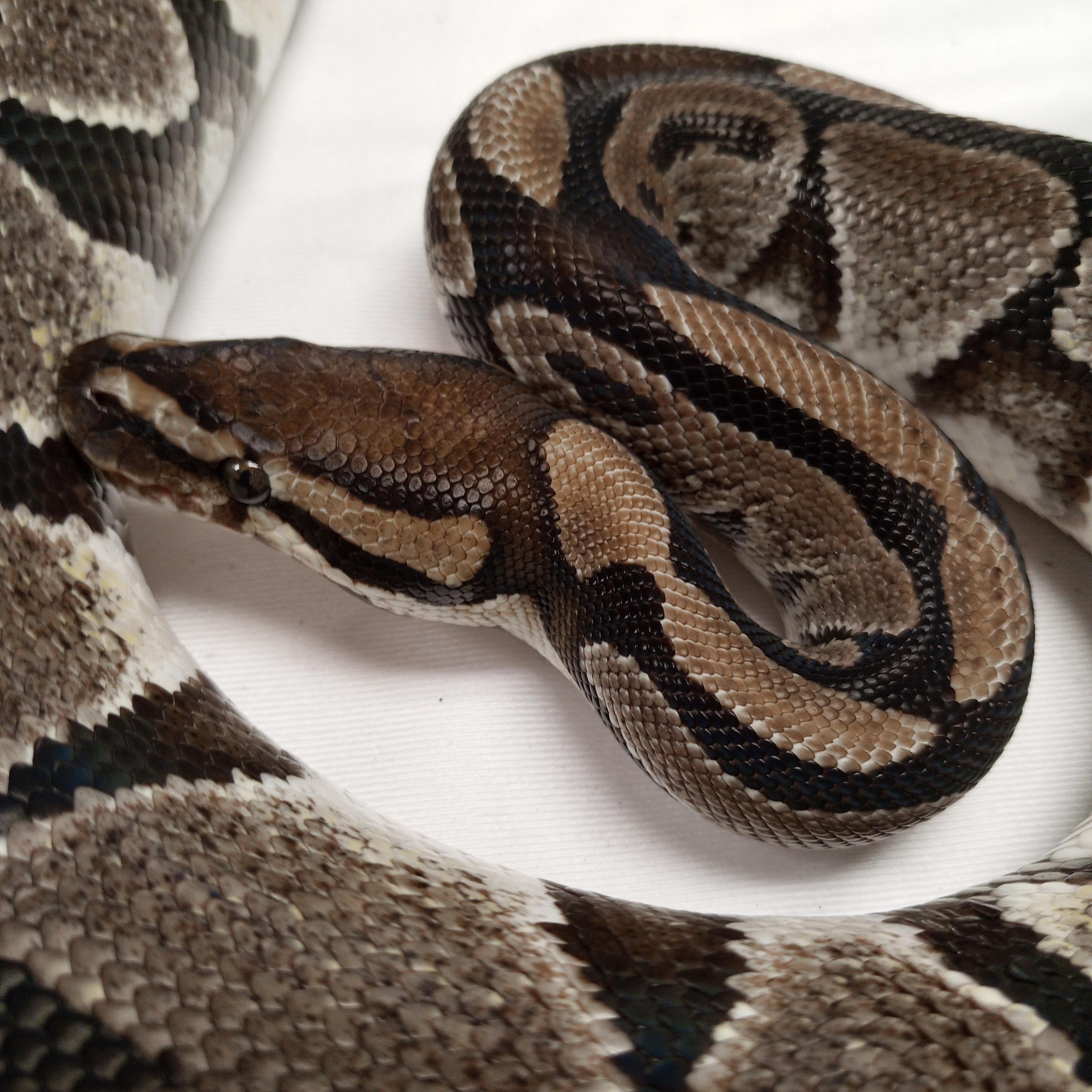 Enlarge Magnificent, a Adoptable Ball Python in Modesto, CA image 1/1