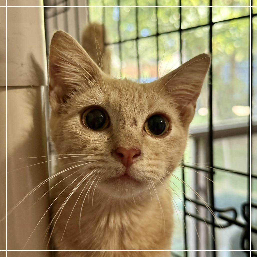 Brody, Adoptable, Kitten Male Domestic Short Hair.