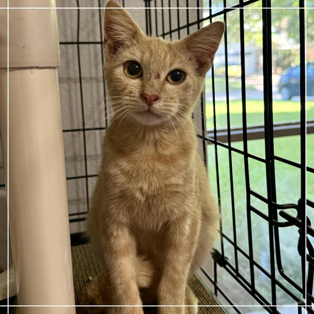 Enlarge Brody, a Adoptable Domestic Short Hair in Houston, TX image 2/3