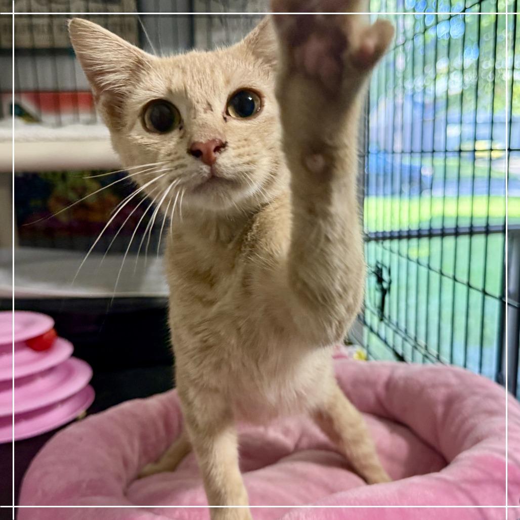 Enlarge Brody, a Adoptable Domestic Short Hair in Houston, TX image 3/3