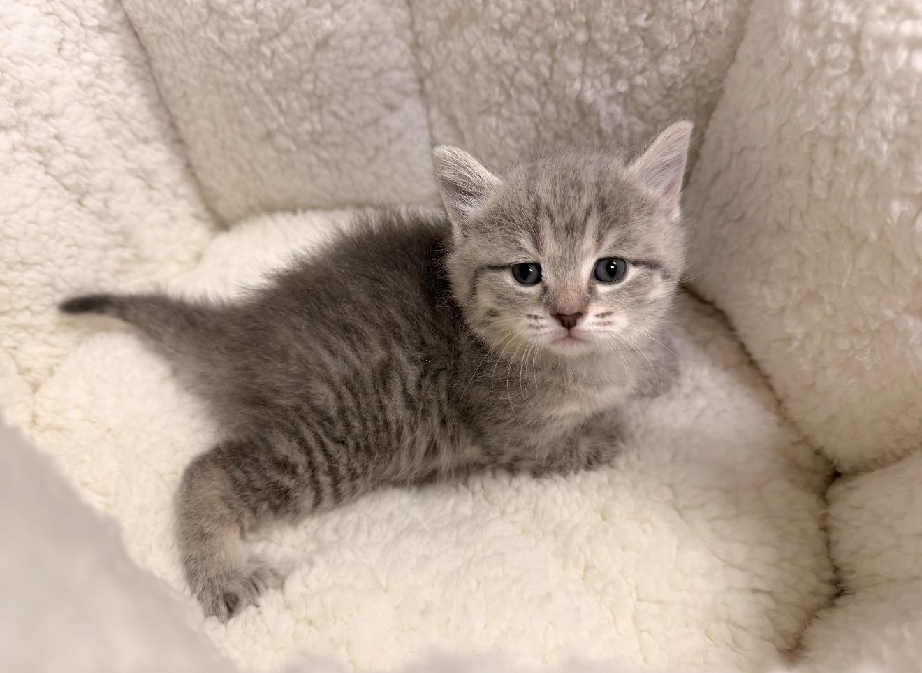 Dolly, adopted, Kitten Female Domestic Short Hair & Tabby.