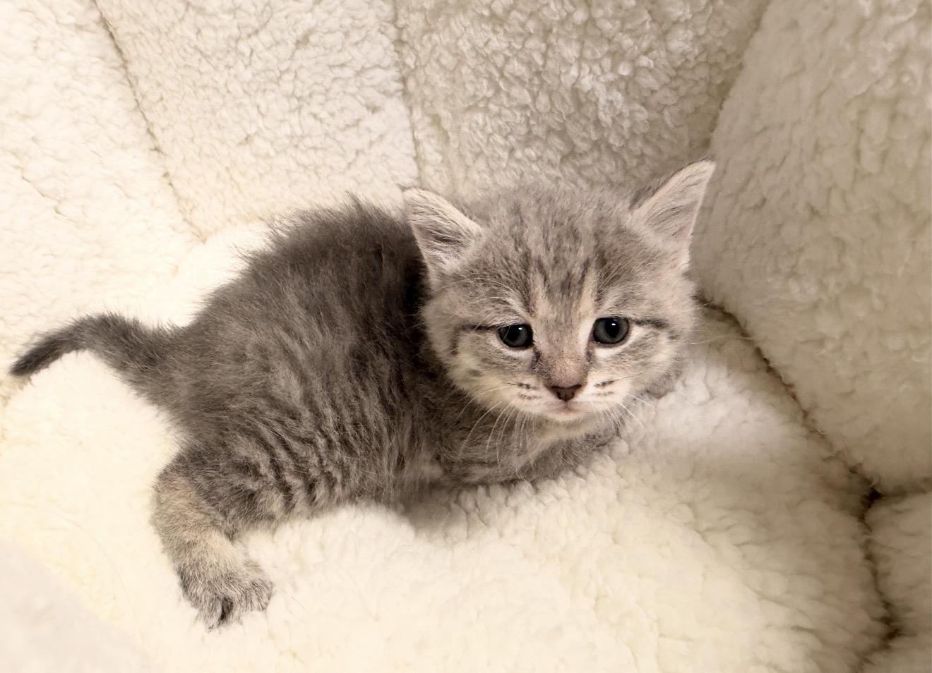 Dolly, an adopted mixed breed in East Dundee , IL image 2/2