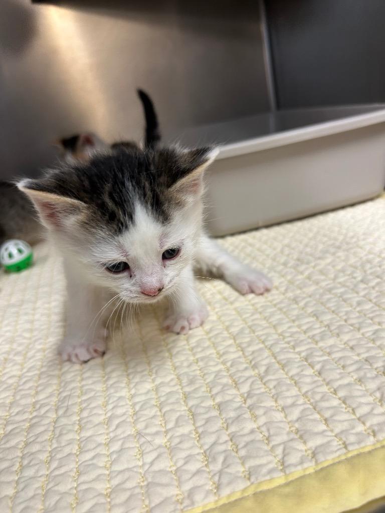 Rover, Adopted, Kitten Male Domestic Short Hair.