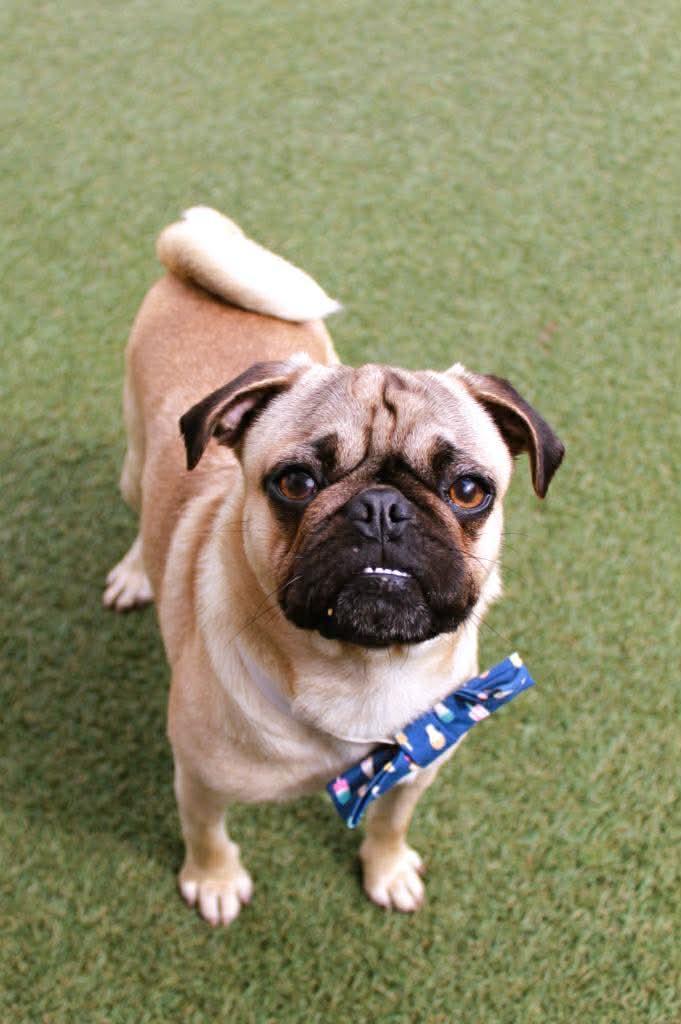 Enlarge Tuba, a Adoptable Pug in Pelham, MA image 2/3